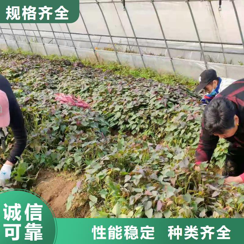 紫紅薯苗源頭廠家