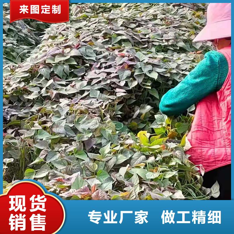 紫薯苗_羽衣甘藍(lán)粉誠(chéng)信經(jīng)營(yíng)質(zhì)量保證