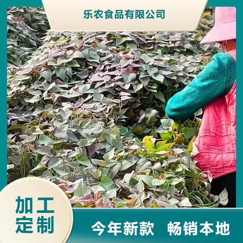 紫薯苗（綾紫）供應