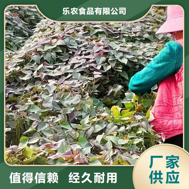 東風8號紫薯苗品種純正