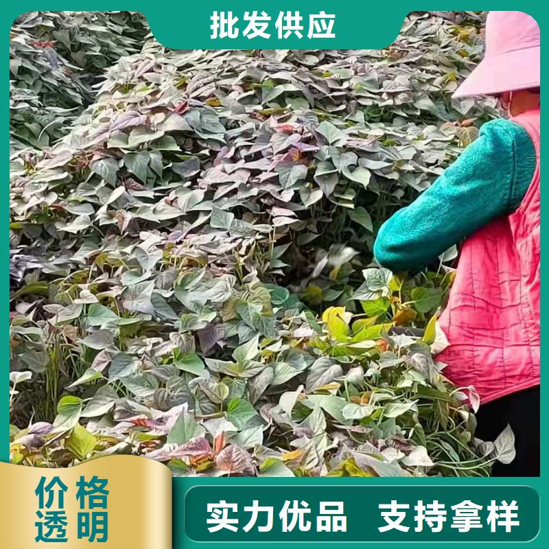 紫薯種苗源頭廠家