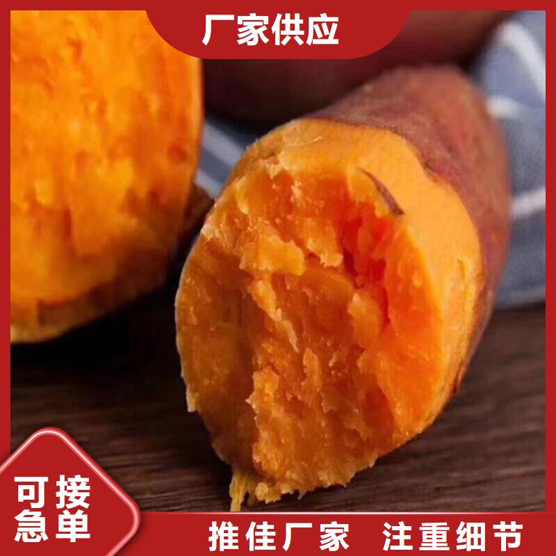 紫薯苗_胡蘿卜粉同行低價
