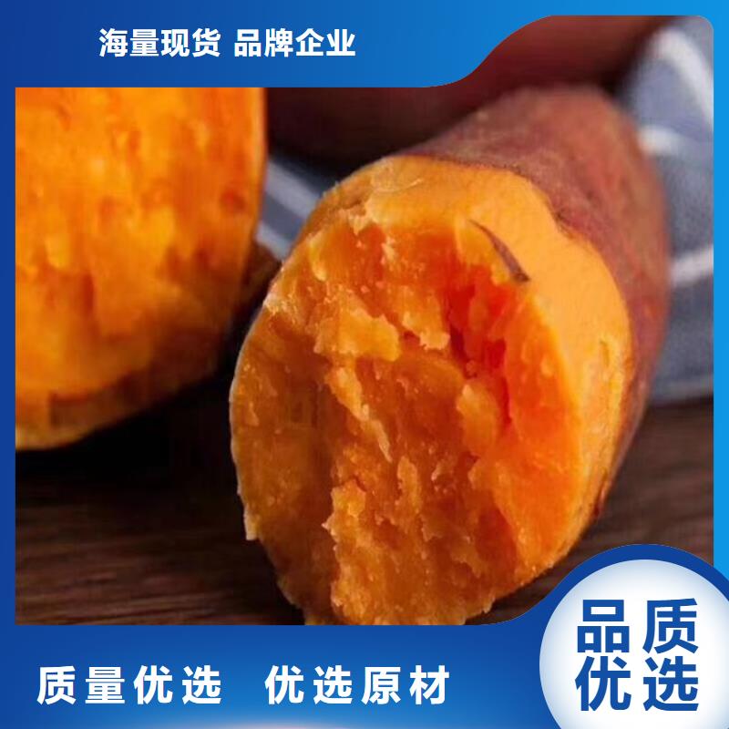 紫薯苗子源頭廠家
