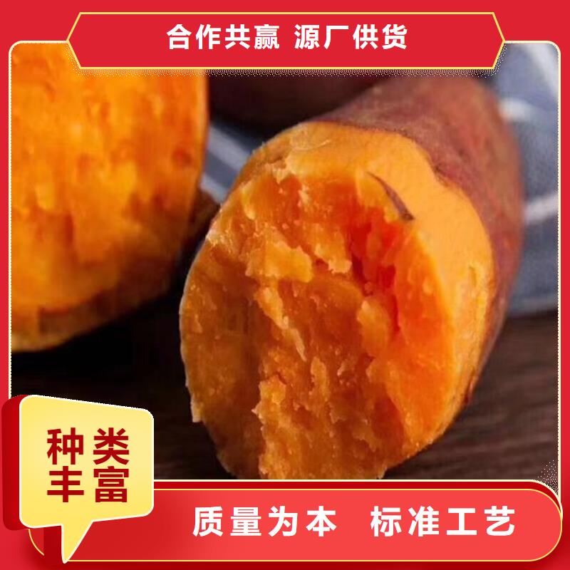 自治區脫毒紫薯苗圖片