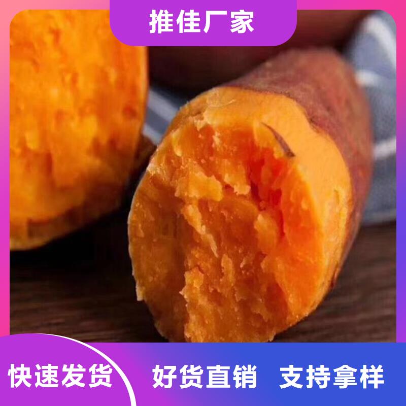 紫甘薯苗多少錢