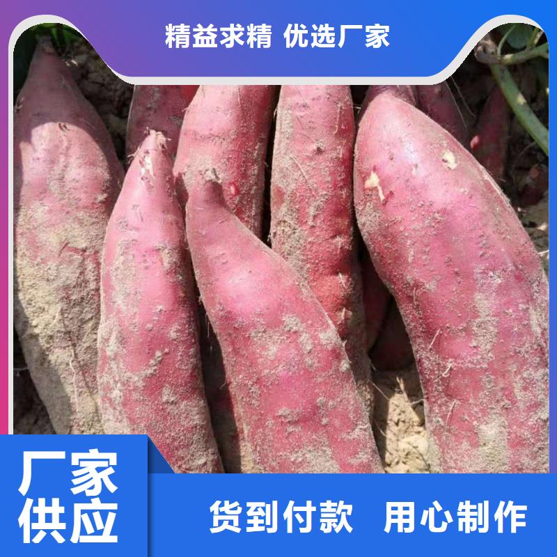 麥茬苗普薯32號（紅薯苗）品種多樣