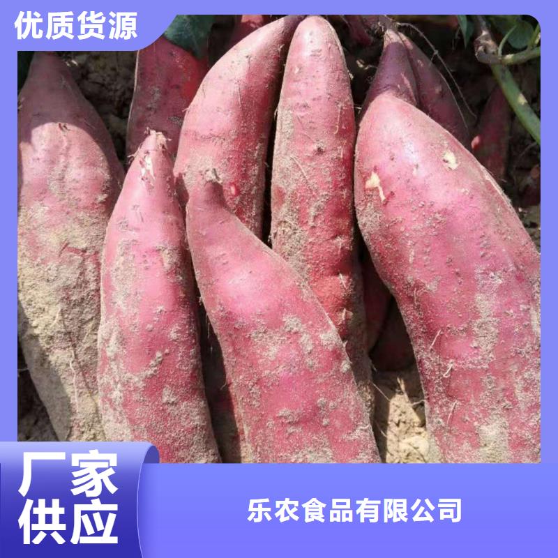 東風8號紫薯苗品種純正