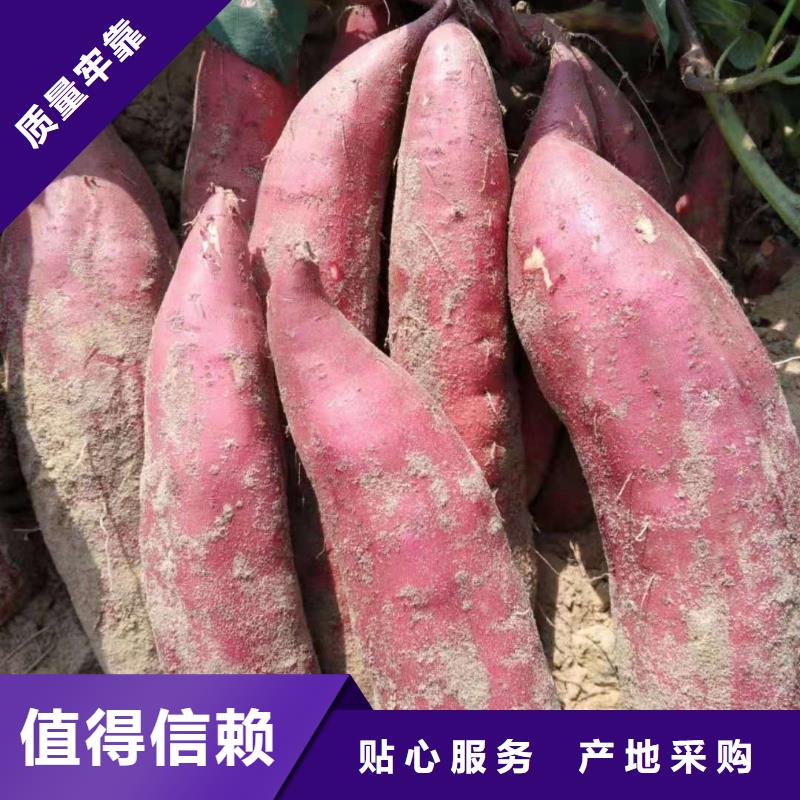 紫薯苗子種植方法