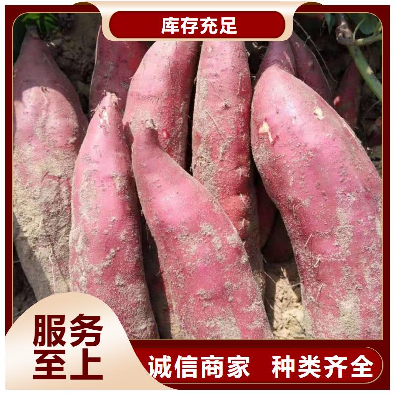 紫薯苗（濟黑2號）種植廠家