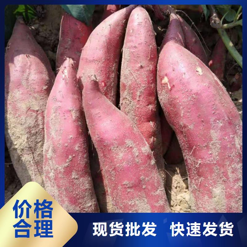紫薯苗,南瓜丁買的放心安興用的舒心