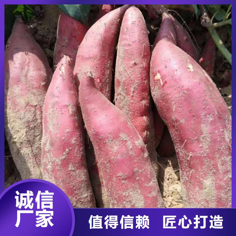 紫色地瓜苗（夏薯）現苗銷售