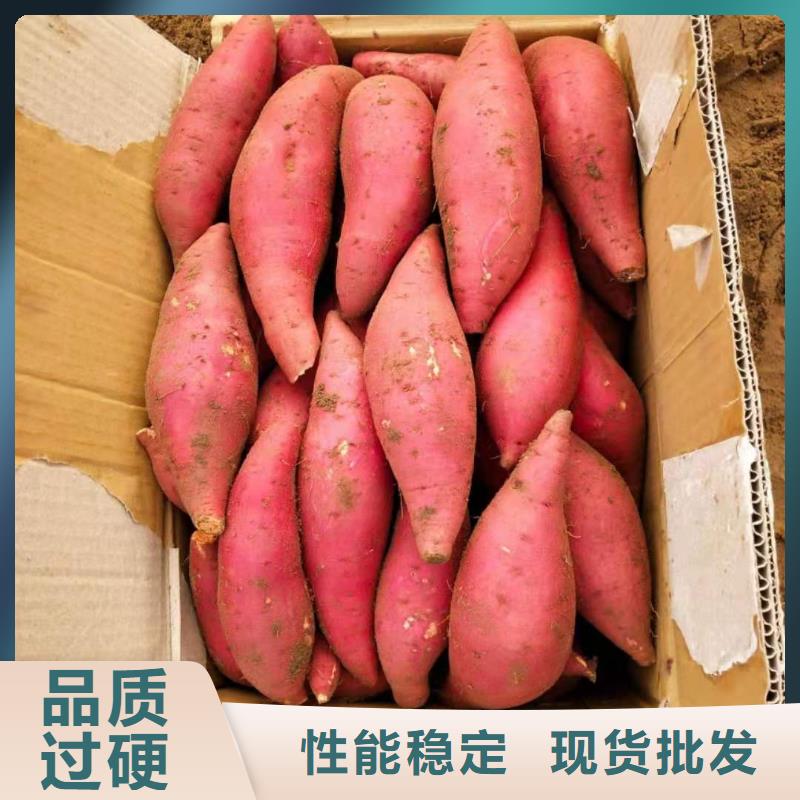 紫地瓜苗廠家價格