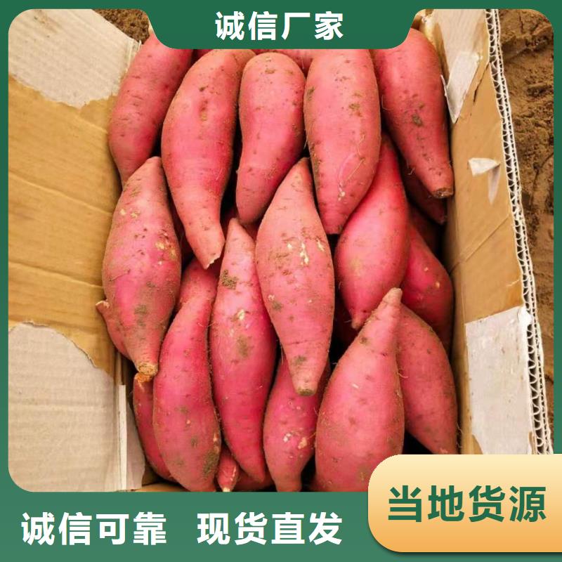 紫薯苗羽衣甘藍粉快速生產(chǎn)