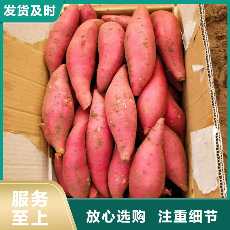 脫毒紫薯苗銷售