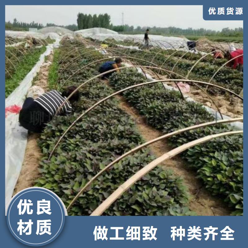 濟黑2號紫薯苗種植基地