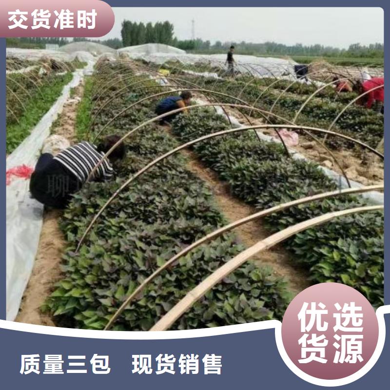 紫薯種苗廠家價格是多少