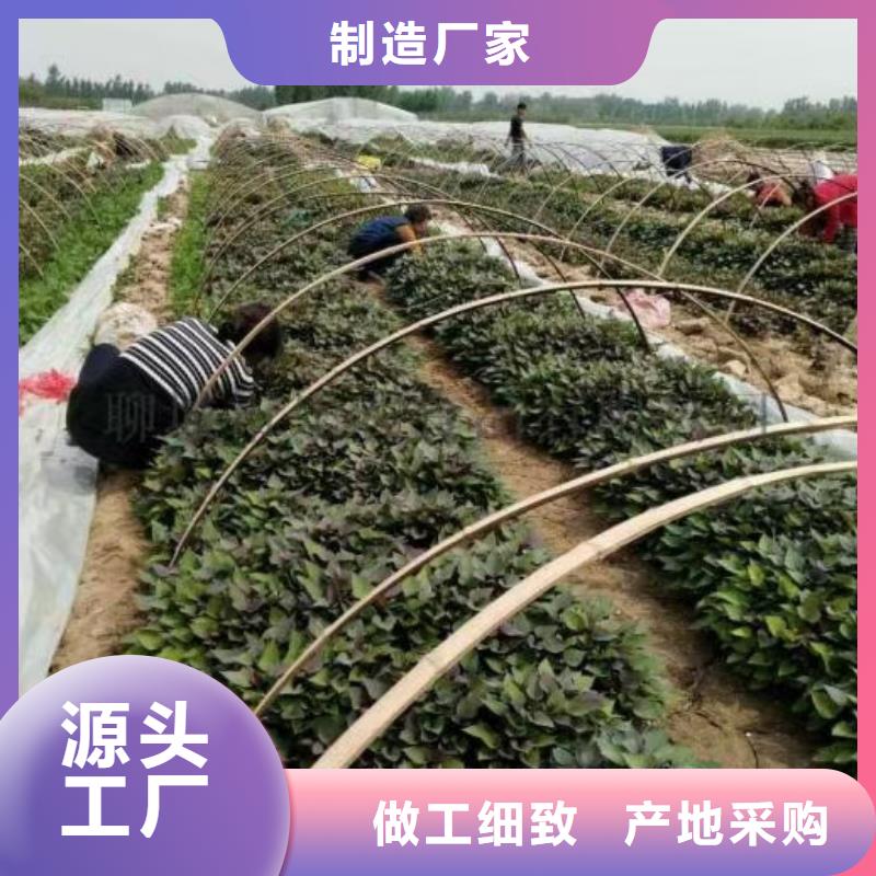 紅薯苗（西瓜紅）能吃嗎