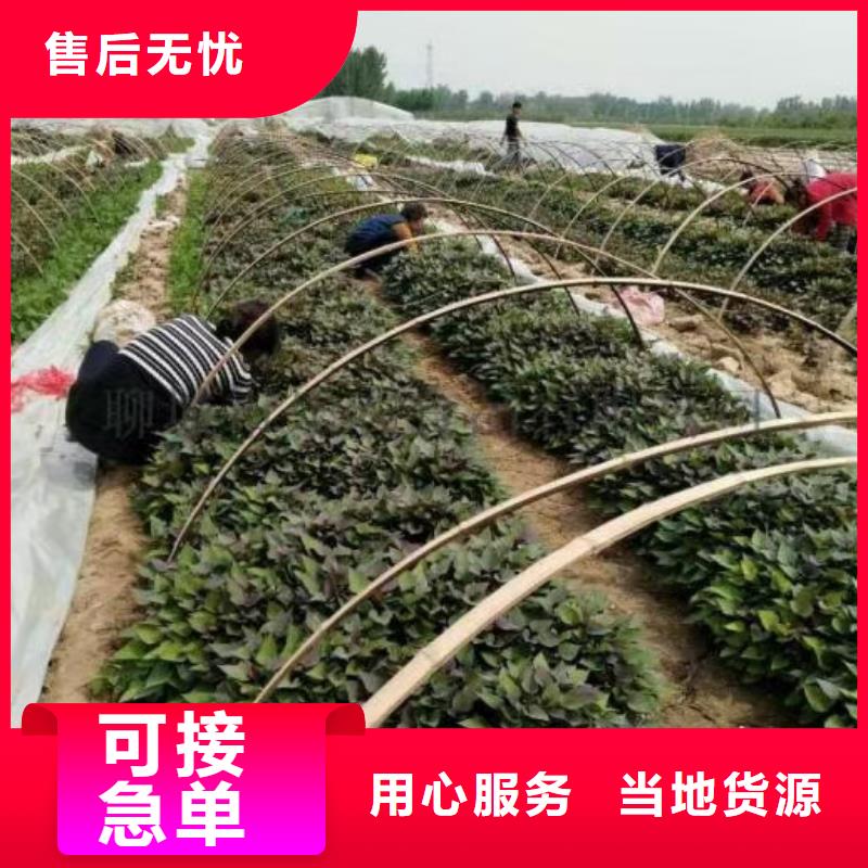 紫地瓜苗電話