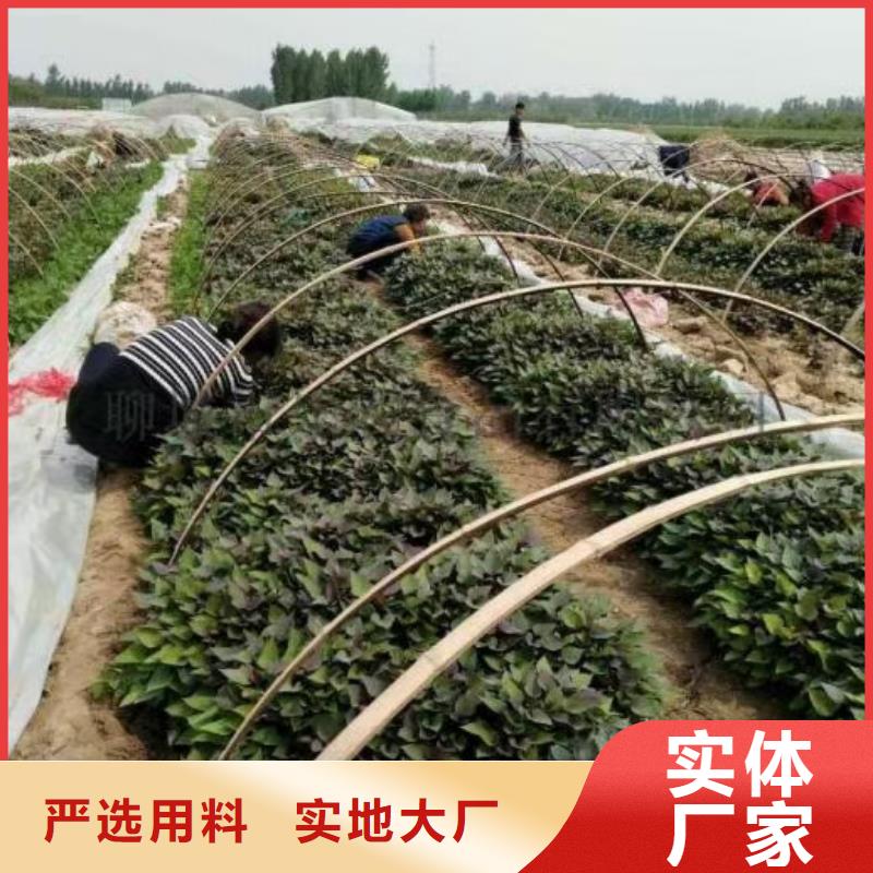 紫甘薯苗廠家價(jià)格是多少