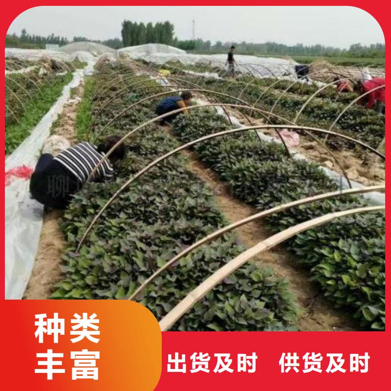 高產(chǎn)紅薯苗種植技術(shù)