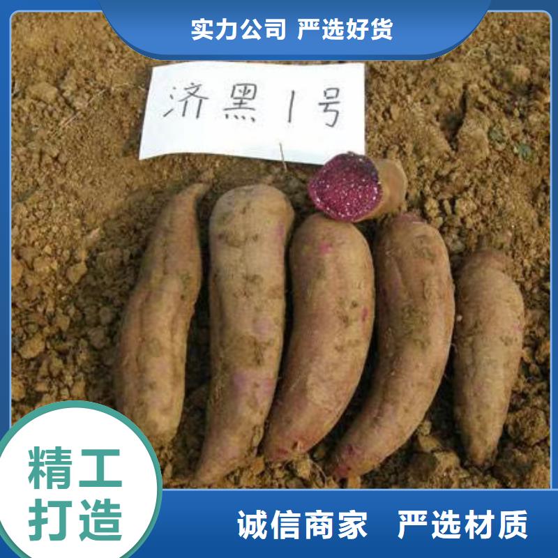紫薯苗_【紫薯雪花片】購買的是放心