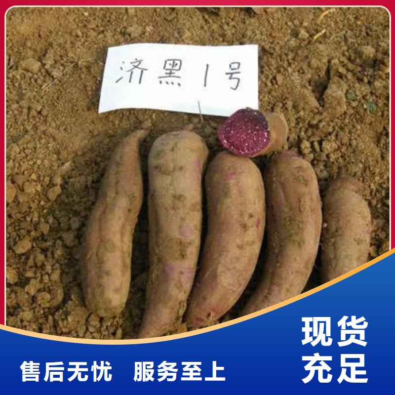 紫薯種苗種植廠家