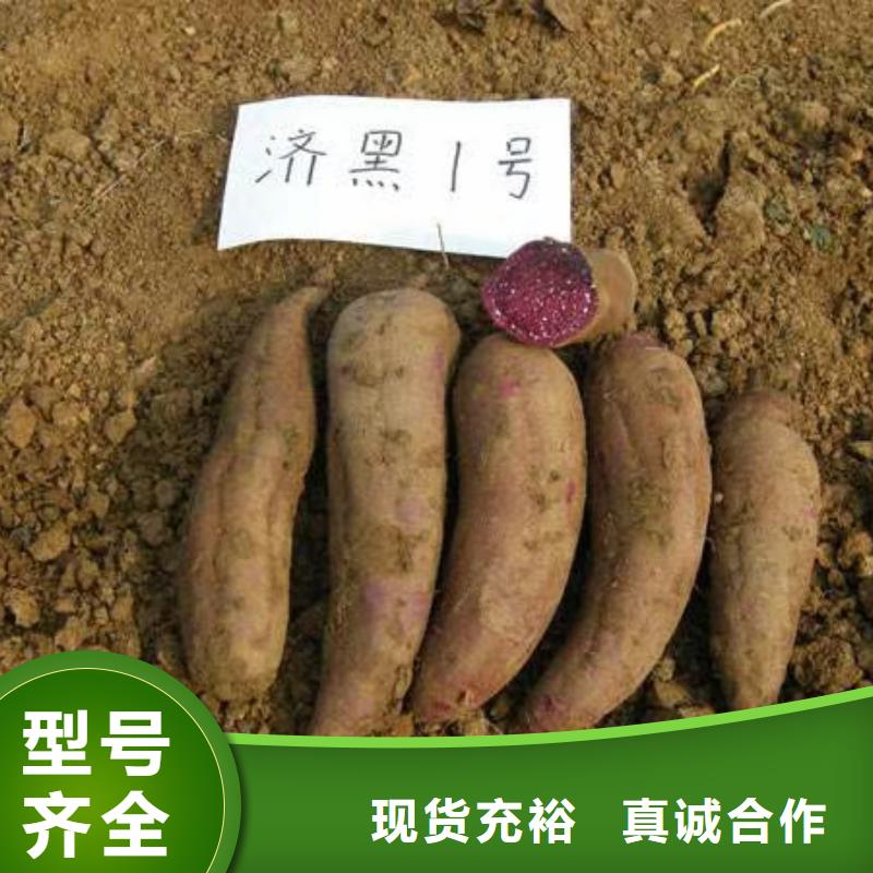 紫甘薯苗源頭廠家