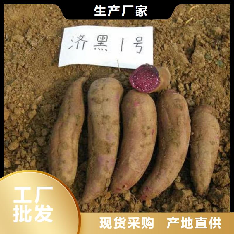 紫薯苗專業合作社