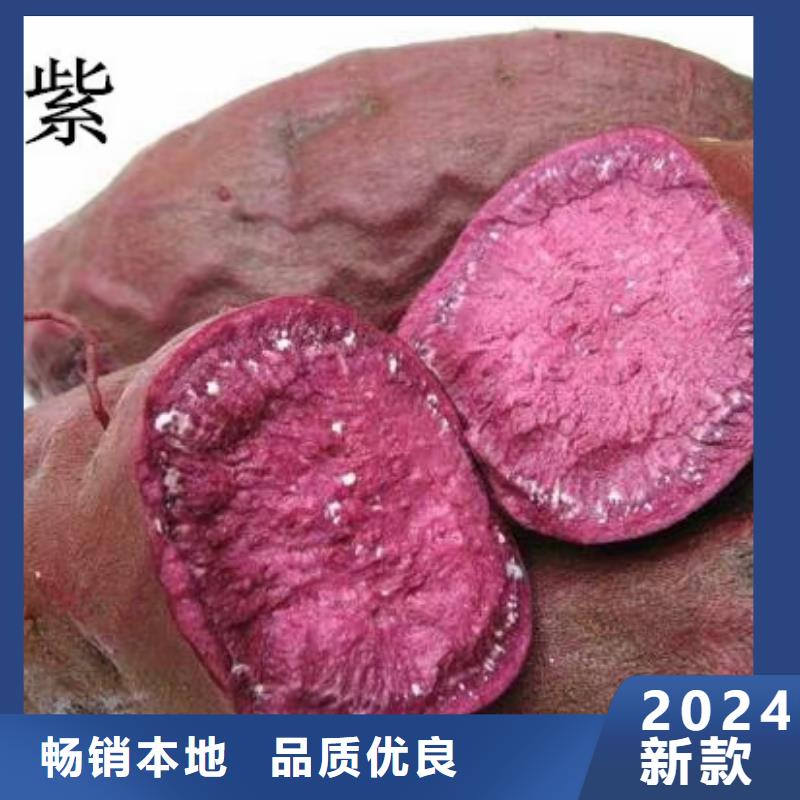 高產紅薯苗（普薯32號)種植基地