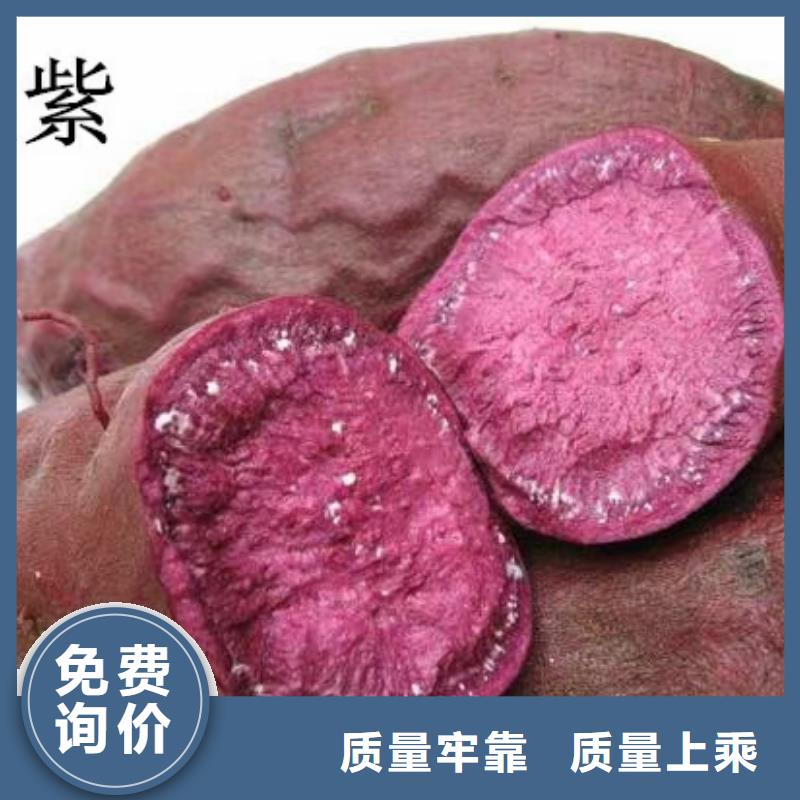 【紫薯苗】_紅薯丁實體廠家支持定制
