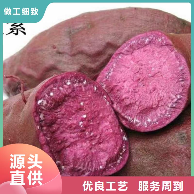 紫薯種子批發銷售