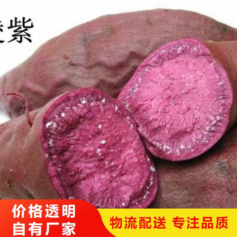 紫薯苗（濟黑2號）圖片