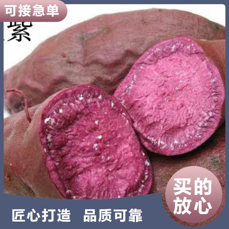 紫薯種苗市場報價