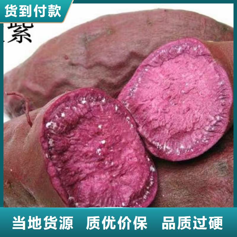 鮮食型紫薯苗種植基地