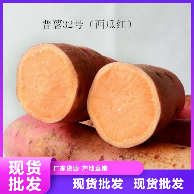 紫薯苗2025新苗上市