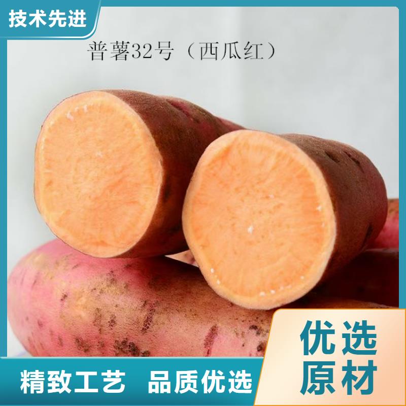 紫羅蘭紫薯苗報(bào)價(jià)