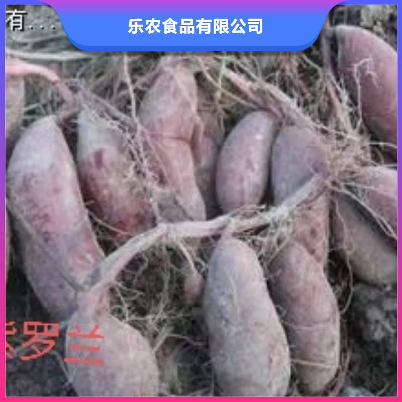 紫紅薯苗批發(fā)
