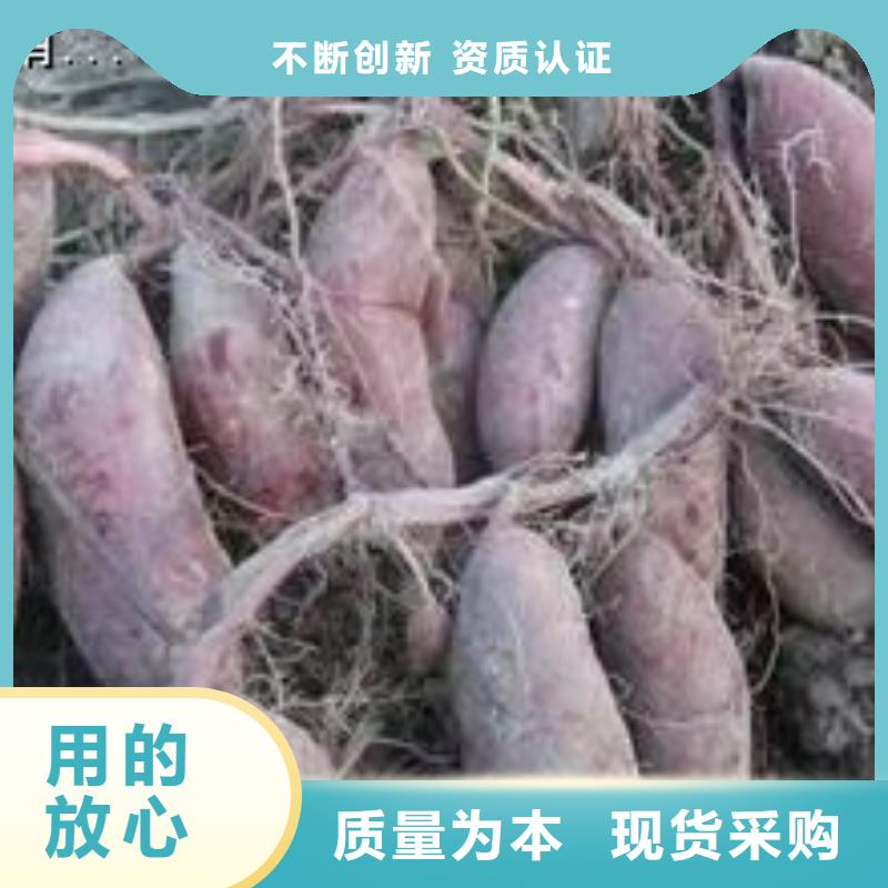 紫薯苗子銷售