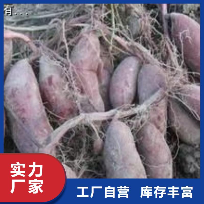 濟黑2號紫薯苗批發基地