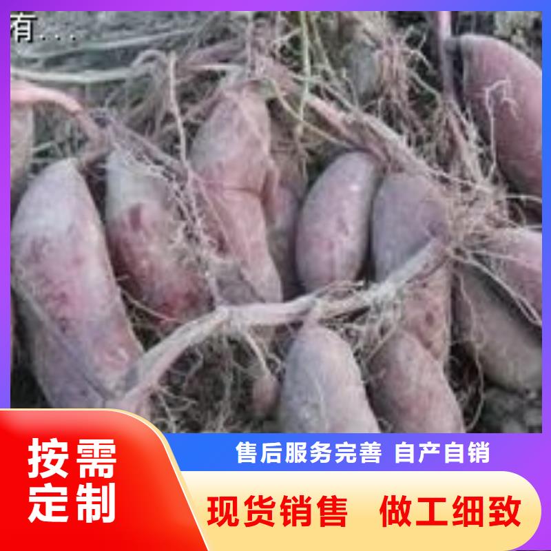 高產(chǎn)紅薯苗行情走勢