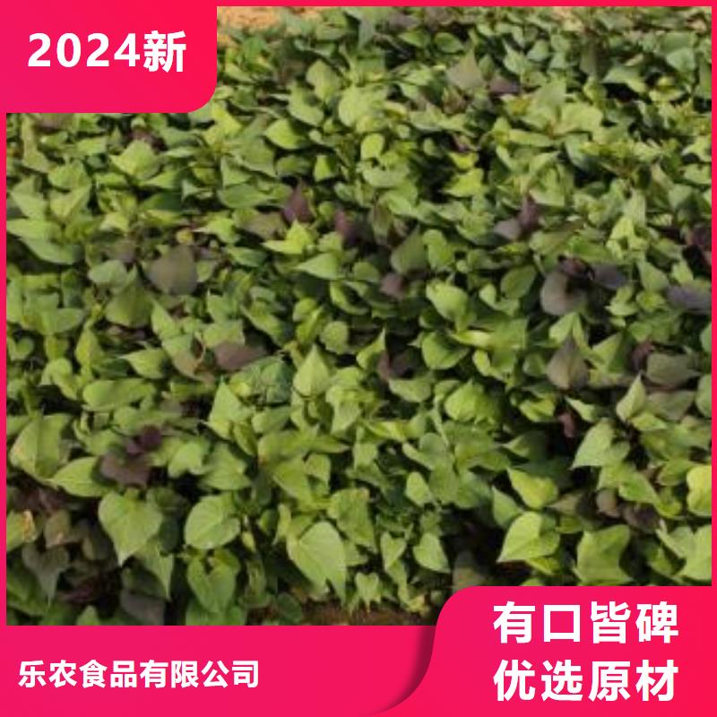 高產(chǎn)紅薯苗（普薯32號)價格