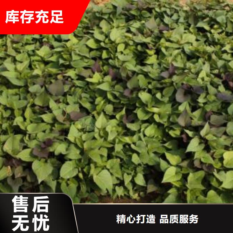 脫毒紫薯苗種植基地