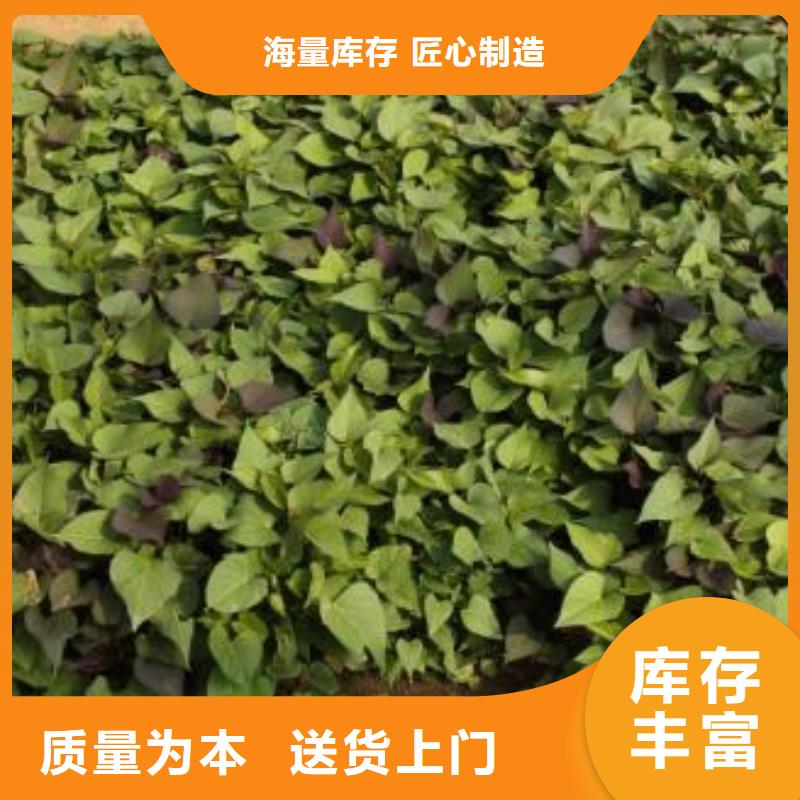 麥茬濟黑2號苗品種齊全