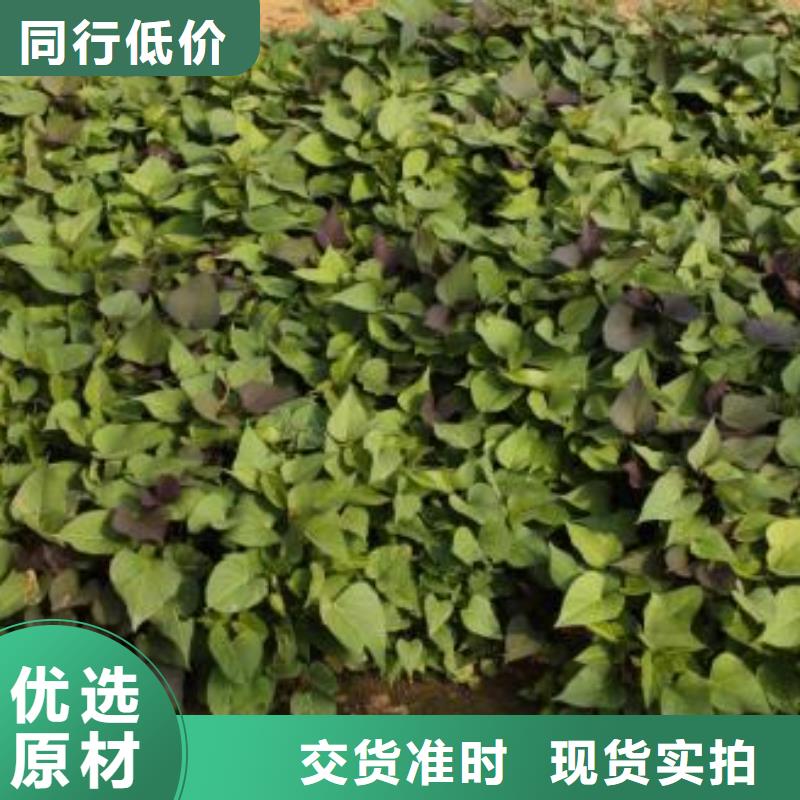 紫薯種苗示范園