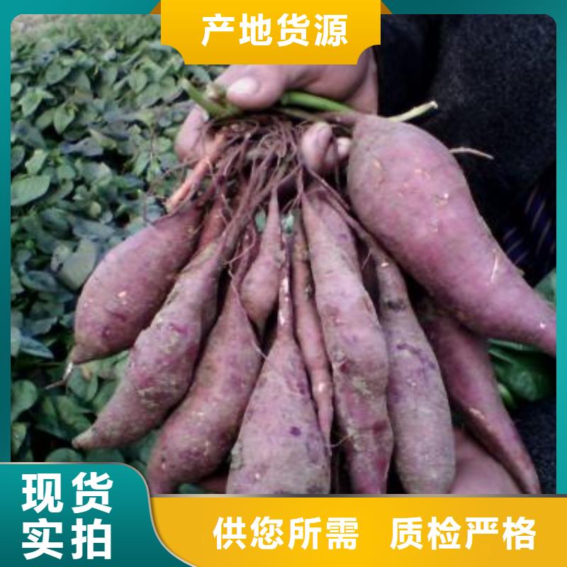 紫薯種苗種植方法