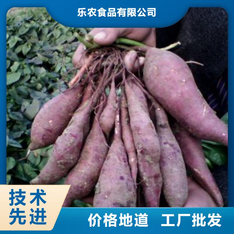 紫薯苗2025新苗上市