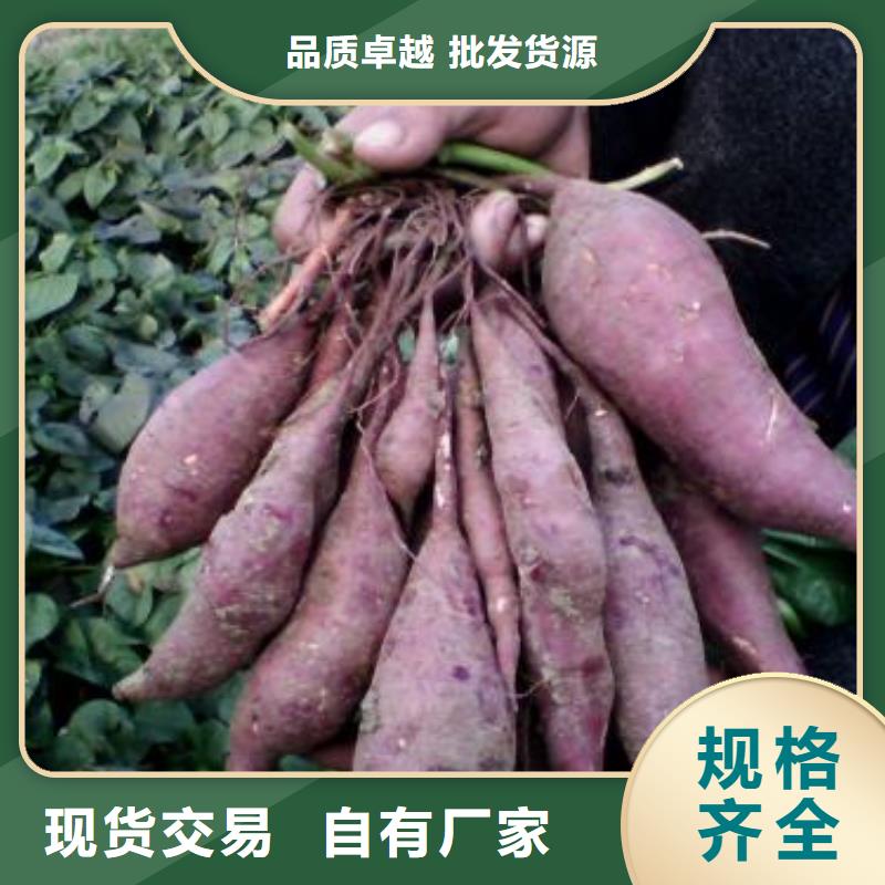 脫毒紫薯苗2025新苗上市