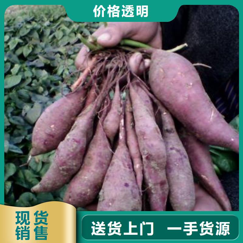 脫毒紅薯苗（西瓜紅）品質可控