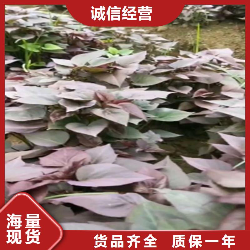 鮮食型紫薯苗源頭廠家