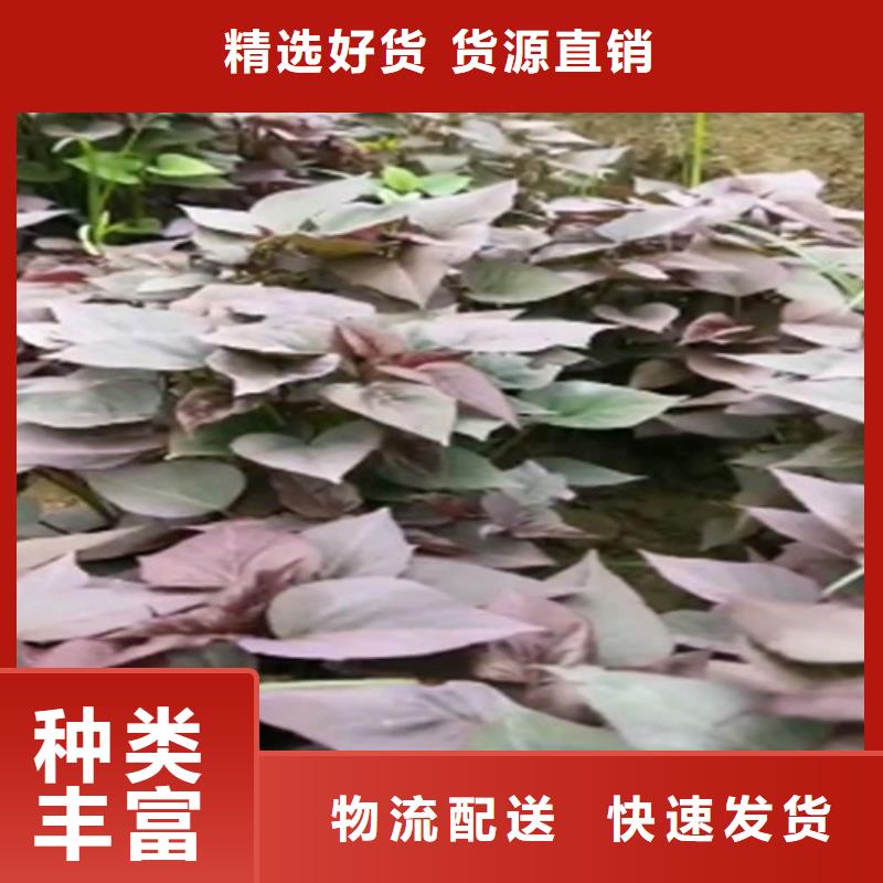 紫薯苗（濟(jì)黑2號）源頭廠家